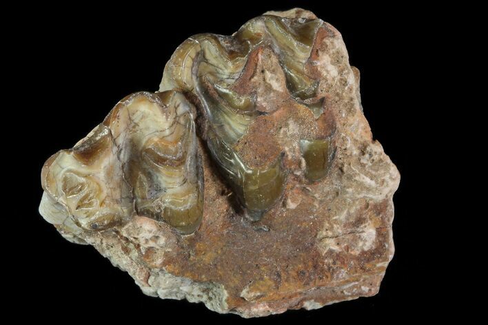 Oligocene Horse (Mesohippus) Jaw Section #81495